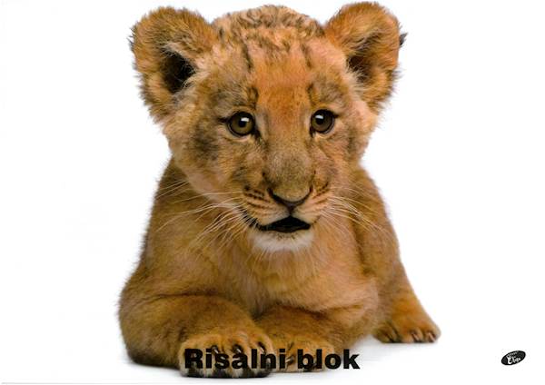 Elisa risalni blok Baby levček, A3, 20 listni